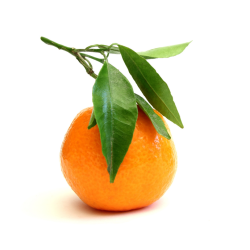 CLEMENTINE FEUILLE CORSE