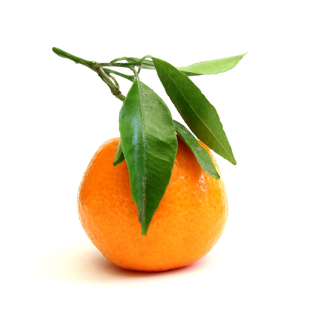 CLEMENTINE FEUILLE CORSE