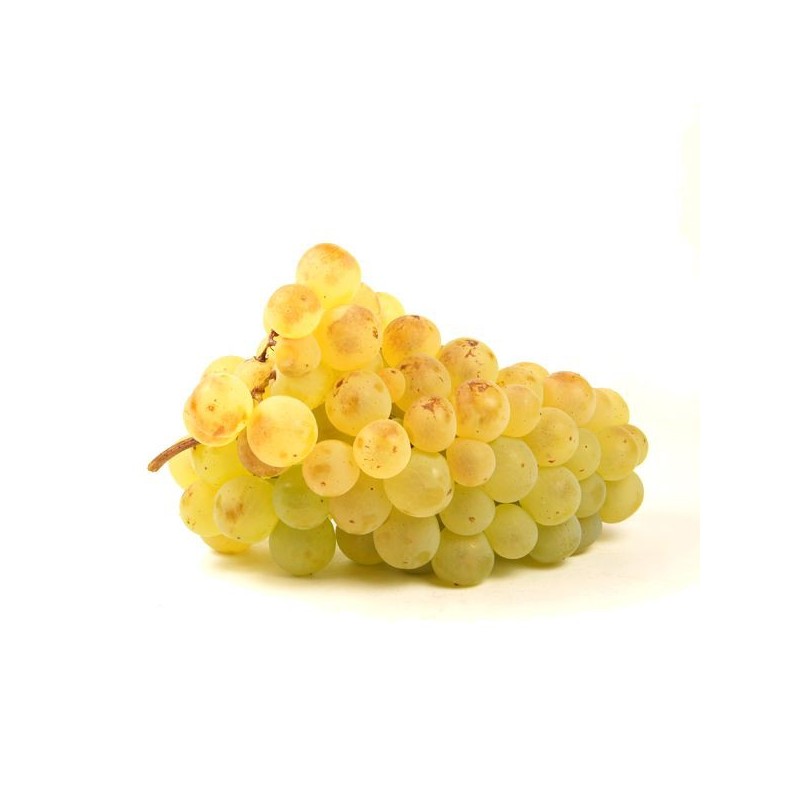 RAISIN CHASSELAS