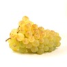 RAISIN CHASSELAS