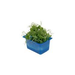 CRESS AFFILA