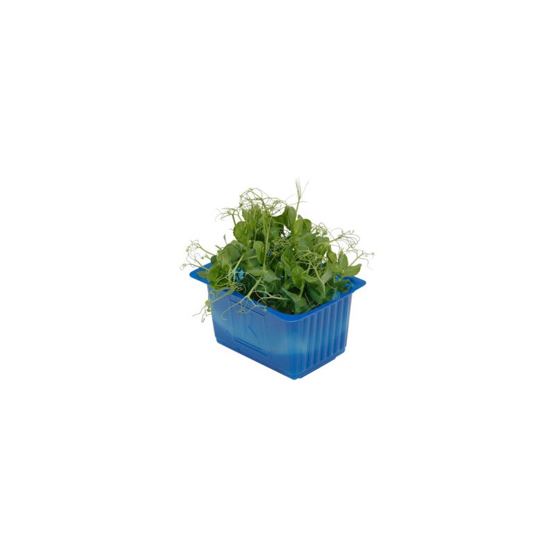 CRESS AFFILA