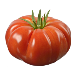 TOMATE COTELEE