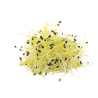 GERME DE POIREAUX