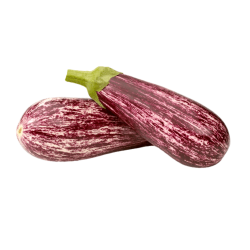 AUBERGINE JAPONAISE LONGUE