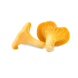 CHAMPIGNON GIROLLE