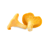 CHAMPIGNON GIROLLE