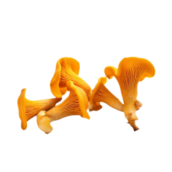 CHAMPIGNON CEPE