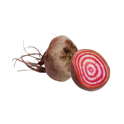 BETTERAVE CHIOGGIA