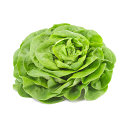 SALADE BATAVIA BRUNE