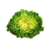 SALADE SCAROLE