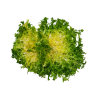 SALADE PEA