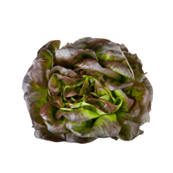 SALADE ROUGETTE