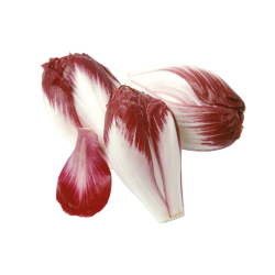 ENDIVE ROUGE CARMINE