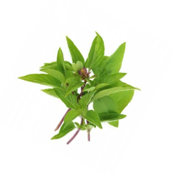 basilic thai